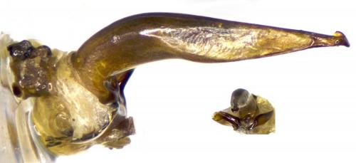 Réf. 180 050 : Harpalus anxius